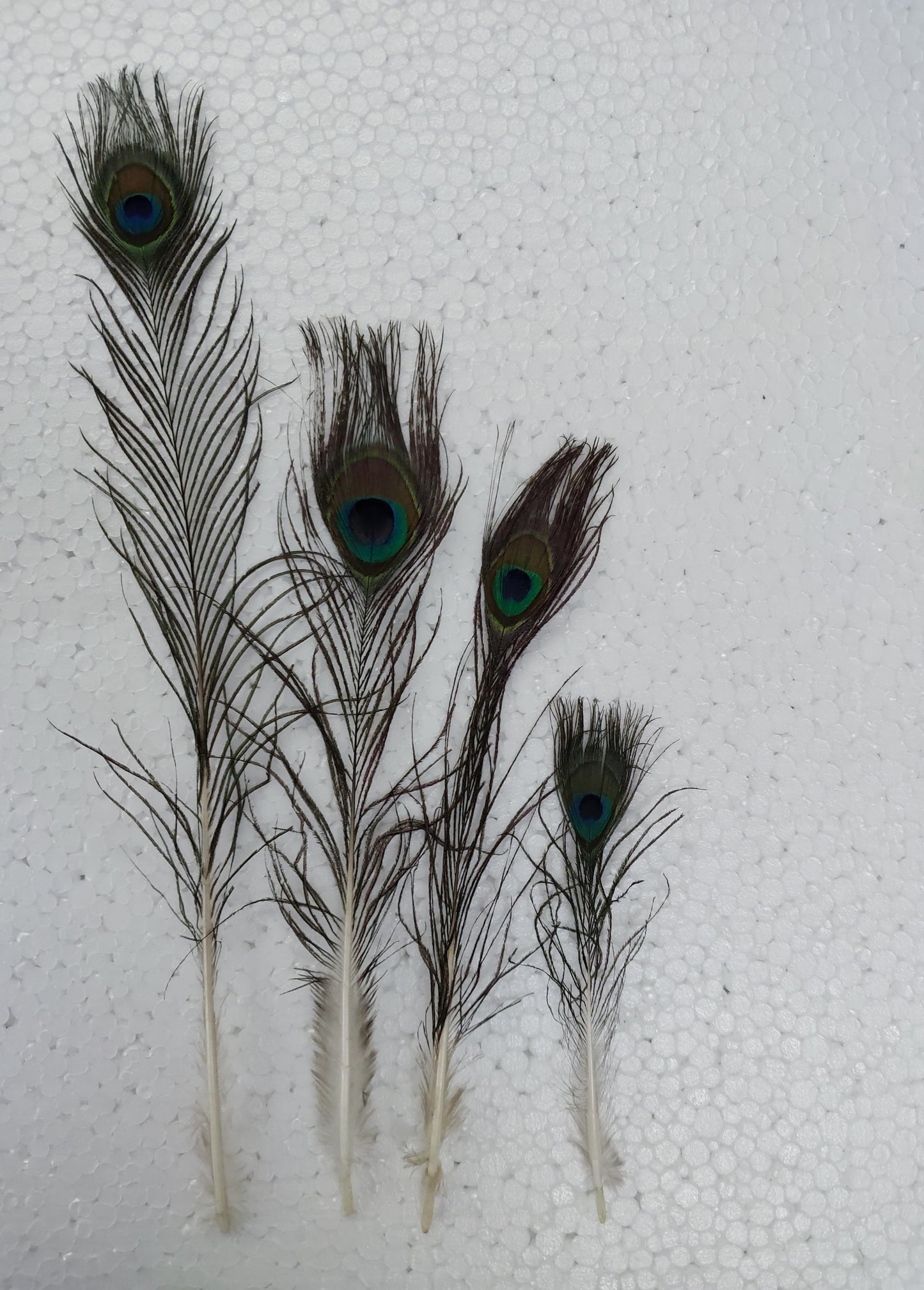 Natural Peacock Feather Sorted Size B/W 6 Inch to 12 Inch | Mor Pankh for Home Decor | Pack of 500 Pcs, Rs 3250/-)