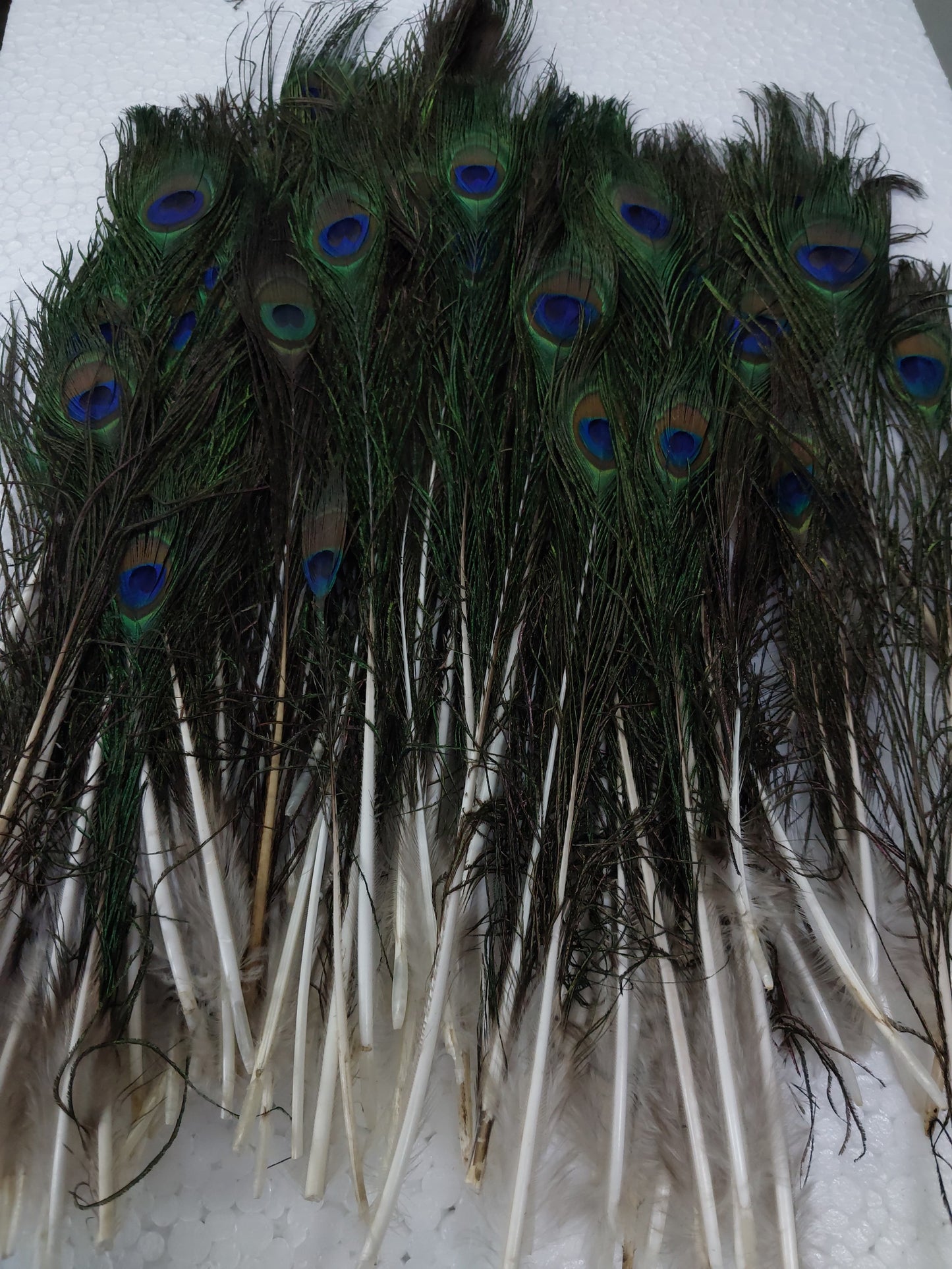 Natural Peacock Feather Sorted Size B/W 6 Inch to 12 Inch | Mor Pankh for Home Decor | Pack of 500 Pcs, Rs 3250/-)