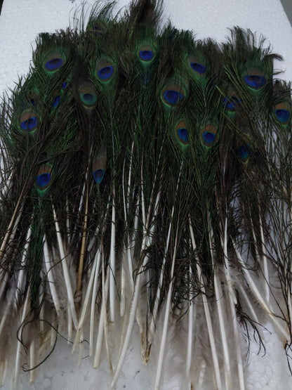 Natural Peacock Feather Sorted Size B/W 6 Inch to 12 Inch | Mor Pankh for Home Decor | Pack of 500 Pcs, Rs 3250/-)