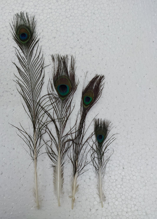 Natural Peacock Feather