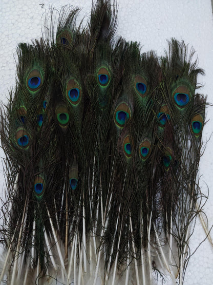 Natural Peacock Feather Sorted Size B/W 6 Inch to 12 Inch | Mor Pankh for Home Decor | Pack of 500 Pcs, Rs 3250/-)